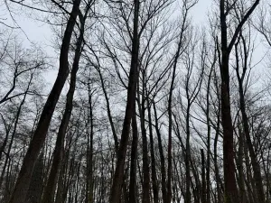 Prodej lesa, Přerov nad Labem, 2268 m2