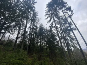 Prodej lesa, Kolinec - Buršice, 1299 m2