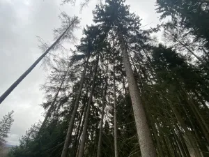 Prodej lesa, Kolinec - Buršice, 1299 m2