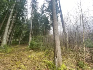 Prodej lesa, Kolinec - Buršice, 1299 m2
