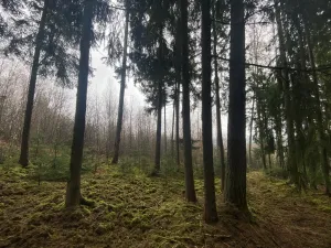 Prodej lesa, Kolinec - Buršice, 1299 m2