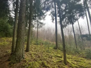 Prodej lesa, Kolinec - Buršice, 1299 m2