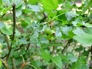 Prodej chaty, Dolní Zálezly, 37 m2