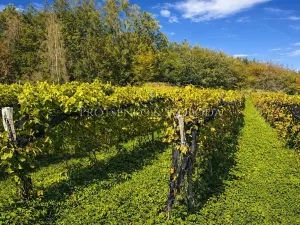 Prodej zemědělské usedlosti, Lhenice, 300 m2