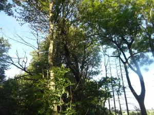 Prodej lesa, Meziříčko, 4066 m2