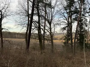 Prodej lesa, Klatovy, 8497 m2