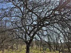 Prodej sadu/vinice, Velké Němčice, 3259 m2