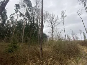 Prodej lesa, Blížejov - Lštění, 7793 m2