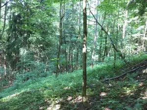 Dražba louky, Dolní Dobrouč, 4634 m2