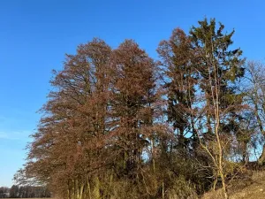 Prodej lesa, Nový Malín, 8466 m2