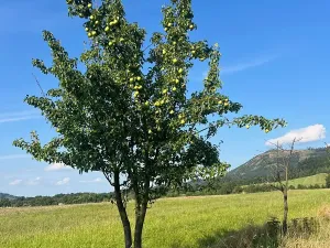 Prodej pole, Kozlovice, 100000 m2