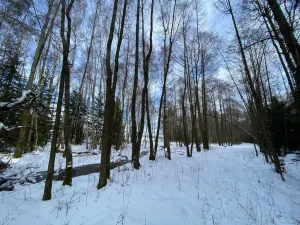 Prodej pozemku, Volfířov - Brandlín, 5958 m2