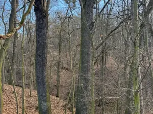 Prodej lesa, Kroměříž, 1674 m2