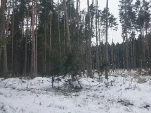 Prodej lesa, Častrov, 1295 m2