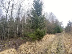 Prodej lesa, Kolinec - Buršice, 5195 m2