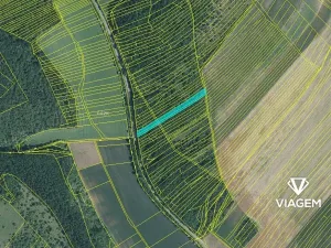 Prodej lesa, Silůvky, 3372 m2