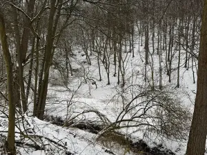 Prodej lesa, Chotiměř, 26763 m2