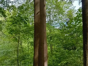 Prodej lesa, Štíty, 18750 m2