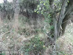 Dražba pozemku, Čisovice, 11062 m2