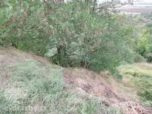 Dražba pozemku, Žatec, 264996 m2