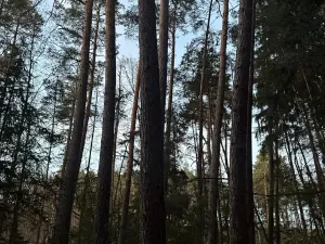 Prodej podílu lesa, Puclice, 12856 m2