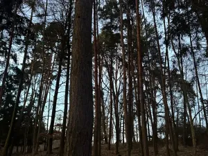 Prodej podílu lesa, Puclice, 12856 m2