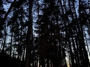 Prodej podílu lesa, Puclice, 12856 m2