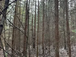 Prodej lesa, Rájec, 5476 m2