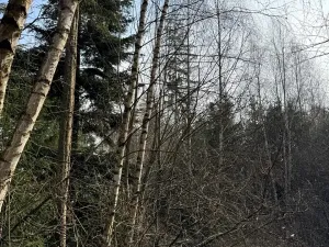 Prodej lesa, Rájec, 5476 m2