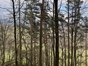 Prodej lesa, Český Dub, 17551 m2