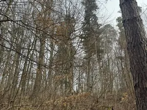 Prodej podílu lesa, Malá Bystřice, 5829 m2