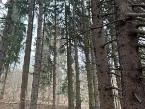 Prodej pole, Hlavňovice, 11738 m2