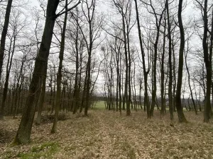 Prodej lesa, Silůvky, 3896 m2