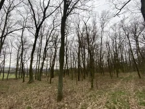 Prodej lesa, Silůvky, 3896 m2