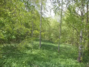 Prodej pozemku, Líšný - Líšný 2.díl, 1958 m2