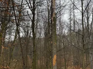 Prodej podílu lesa, Pertoltice, 4226 m2