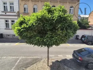 Pronájem bytu 1+kk, České Budějovice, Skuherského, 45 m2