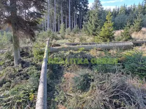 Prodej lesa, Zlín, Modřínová, 152613 m2