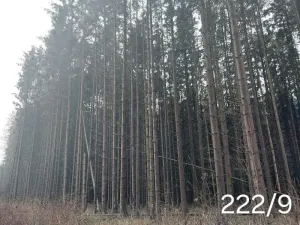 Prodej lesa, Dívčí Kopy, 3000 m2