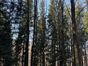 Prodej lesa, Liberec, 14111 m2