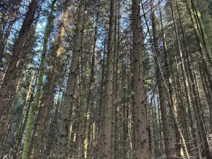 Prodej lesa, Liberec, 14111 m2