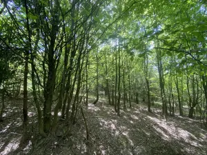 Prodej lesa, Šarovy, 11619 m2