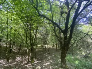 Prodej lesa, Šarovy, 11619 m2