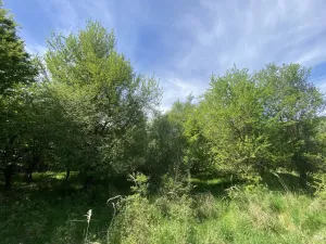 Prodej lesa, Šarovy, 11619 m2