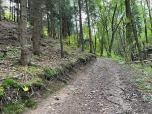Dražba lesa, Záhoří, 3816 m2
