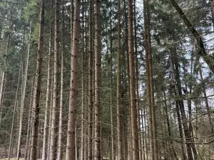 Prodej lesa, Žimutice, 2720 m2