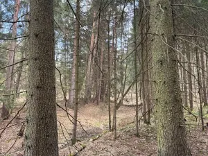 Prodej lesa, Žimutice, 2720 m2