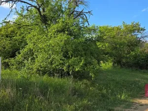Prodej pole, Tvarožná, 1232 m2