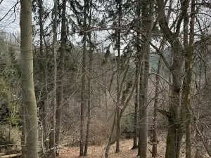 Prodej podílu lesa, Maletín, 10553 m2
