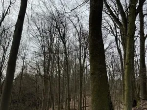 Prodej podílu lesa, Maletín, 10553 m2